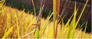 在稻田与山水间,我们定好了下半年的新目标